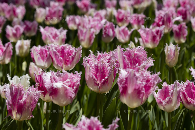 ピンクのチューリップの花 の写真素材 イラスト素材 アマナイメージズ