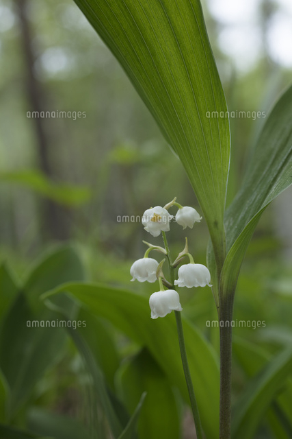 ニホンスズランの花 の写真素材 イラスト素材 アマナイメージズ