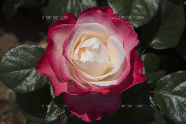 赤と白のバラの花 の写真素材 イラスト素材 アマナイメージズ