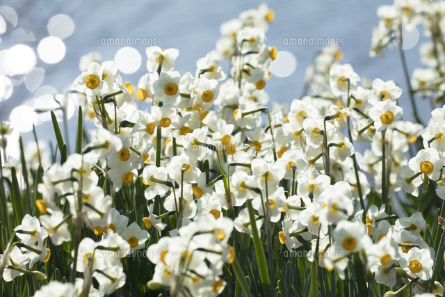 日本スイセンの花 の写真素材 イラスト素材 アマナイメージズ