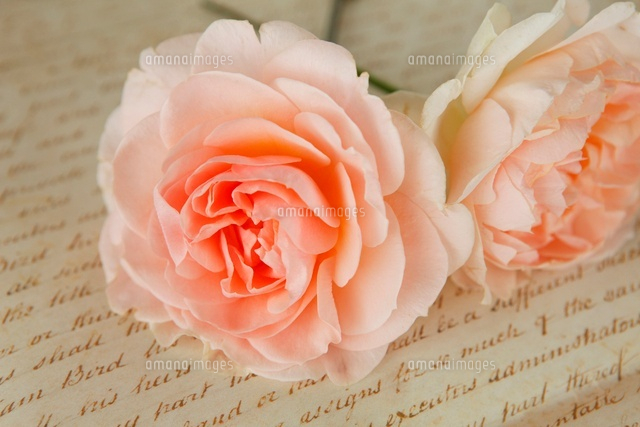 アプリコット色のバラ の写真素材 イラスト素材 アマナイメージズ