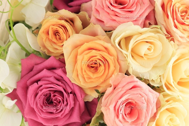 白いカゴにたくさんのバラ の写真素材 イラスト素材 アマナイメージズ