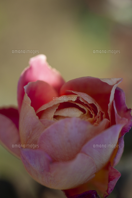 枯れたバラ の写真素材 イラスト素材 アマナイメージズ