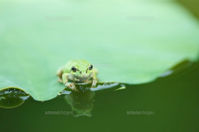 アマガエルと蓮の葉[10404001329]の写真・イラスト素材｜アマナイメージズ