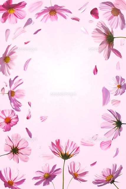 コスモスと舞い散る花びら の写真素材 イラスト素材 アマナイメージズ