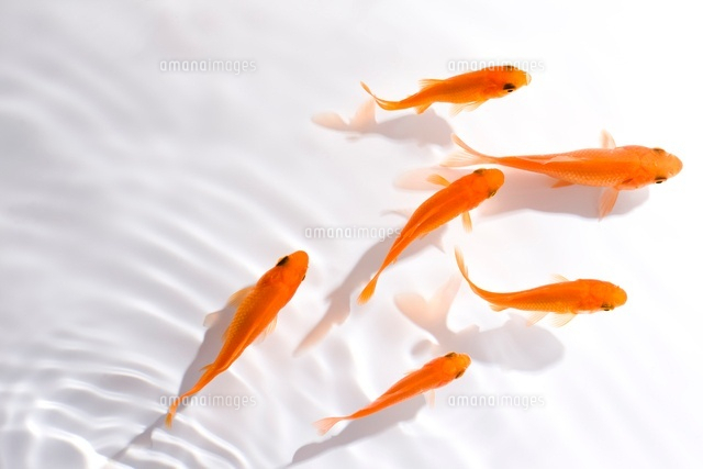 金魚 の写真素材 イラスト素材 アマナイメージズ