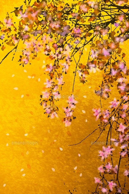 枝垂れ桜（フォトイラスト）[10404006071]の写真・イラスト素材