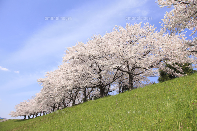 大阪、淀川河川敷の桜並木[10404010495]の写真・イラスト素材
