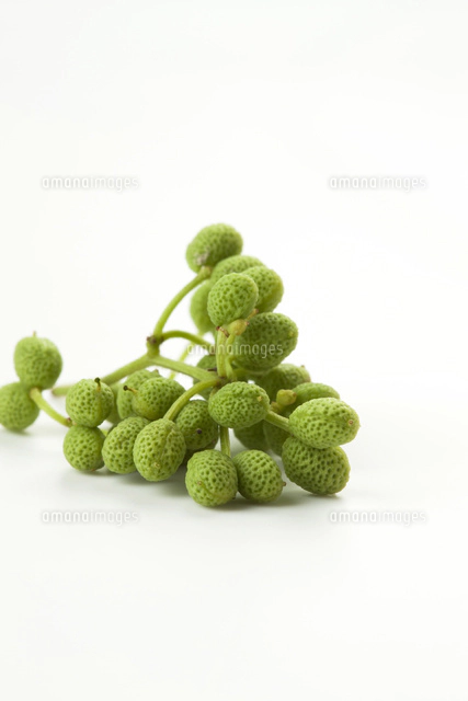 サンショウの写真素材 ストックフォト アマナイメージズ