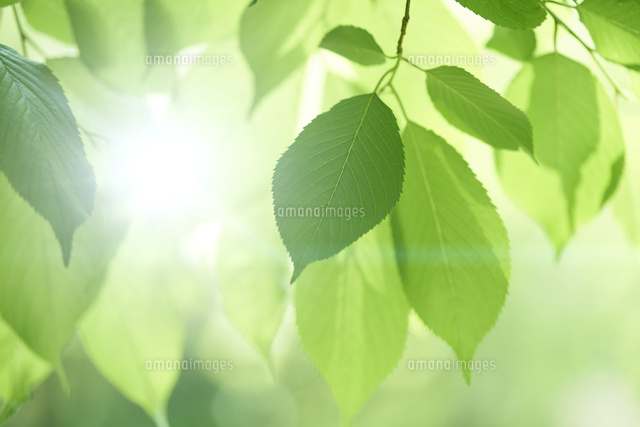 新緑の葉っぱ の写真素材 イラスト素材 アマナイメージズ