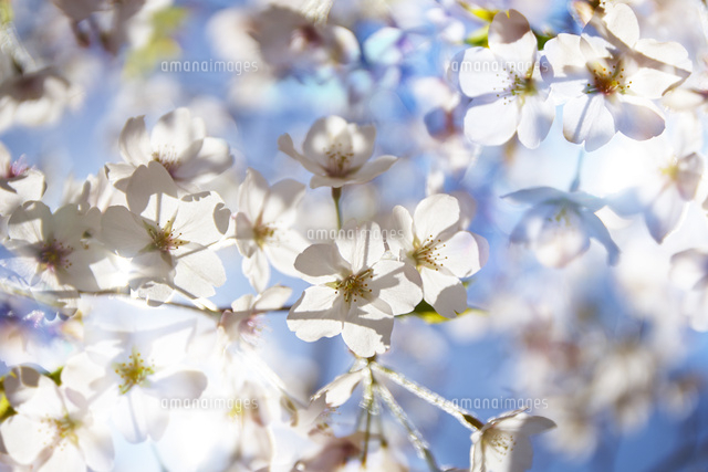 逆光の桜の花びら[10404018138]の写真・イラスト素材｜アマナイメージズ