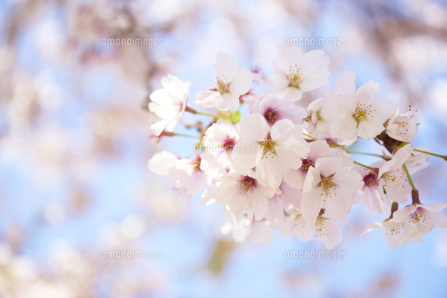 桜の花びら の写真素材 イラスト素材 アマナイメージズ