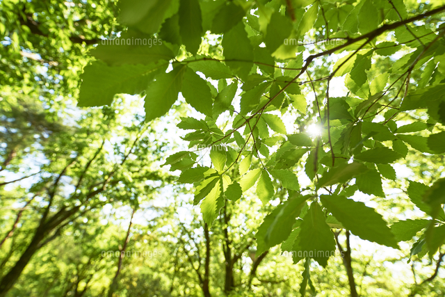 新緑の葉っぱ の写真素材 イラスト素材 アマナイメージズ