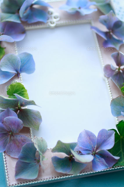 アジサイとアイビーのフレーム の写真素材 イラスト素材 アマナイメージズ