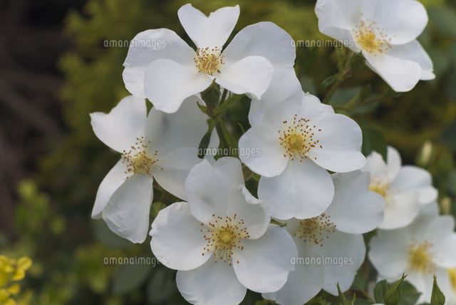 白のバラ バラ科 フラウ ホレ の写真素材 イラスト素材 アマナイメージズ