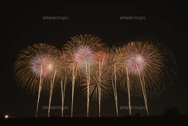 こうのす花火大会の鳳凰乱舞 の写真素材 イラスト素材 アマナイメージズ