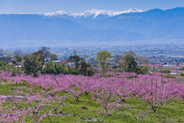 青空に桃の花咲く笛吹市の桃源郷[10408001764]の写真・イラスト素材
