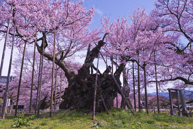 日本三大桜の山高神代桜 樹齢2000年のエドヒガンザクラ[10408001944]の