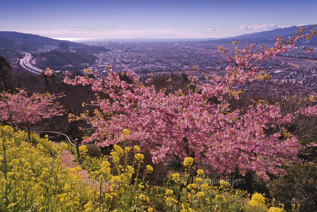 河津桜と菜の花と東名高速道路大井松田方面望む[10408001951]の写真