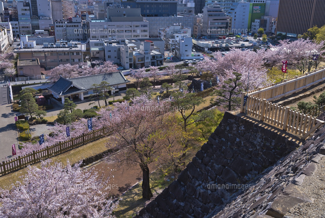舞鶴城公園の日本庭園の桜を見下ろす の写真素材 イラスト素材 アマナイメージズ