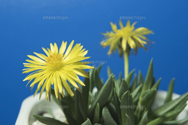 多肉植物 黄色の花で3時頃開花の三時草[10408002122]の写真・イラスト