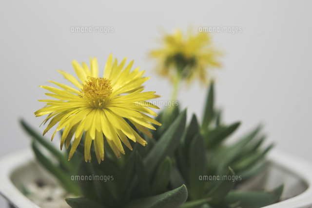 多肉植物 黄色の花で3時頃開花の三時草[10408002122]の写真・イラスト
