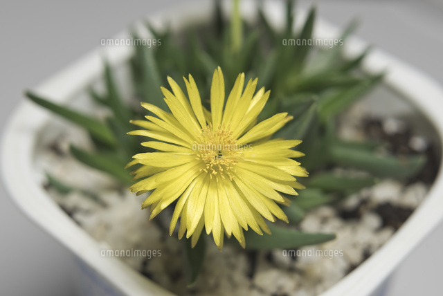 黄色の花が咲く多肉植物 この黄色の花が咲く、2種類の多肉植物の名前を教えていただけま