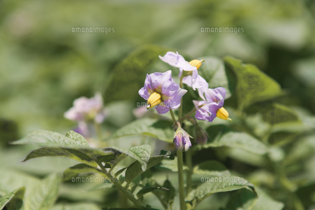 紫色のジャガイモの花 の写真素材 イラスト素材 アマナイメージズ