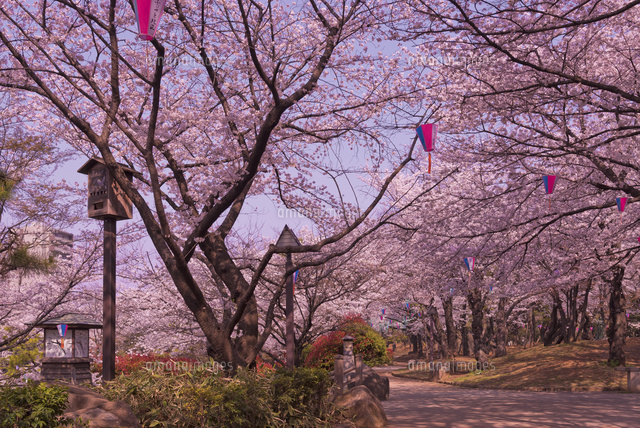 飛鳥山公園の桜と歩道 徳川吉宗享保の改革 日本最初の公園[10408002254