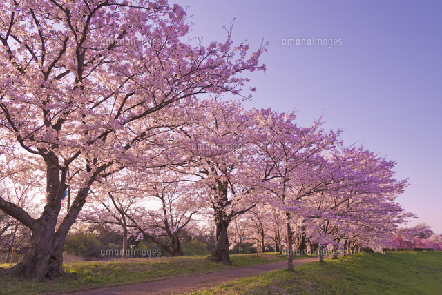 青空に茨城観光100選の福岡堰桜並木[10408002273]の写真・イラスト素材