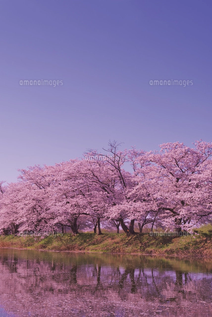 青空に茨城観光100選の福岡堰桜並木と導水路[10408002286]の写真