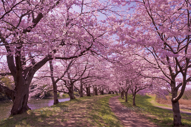 青空に茨城観光100選の福岡堰桜並木と導水路[10408002286]の写真