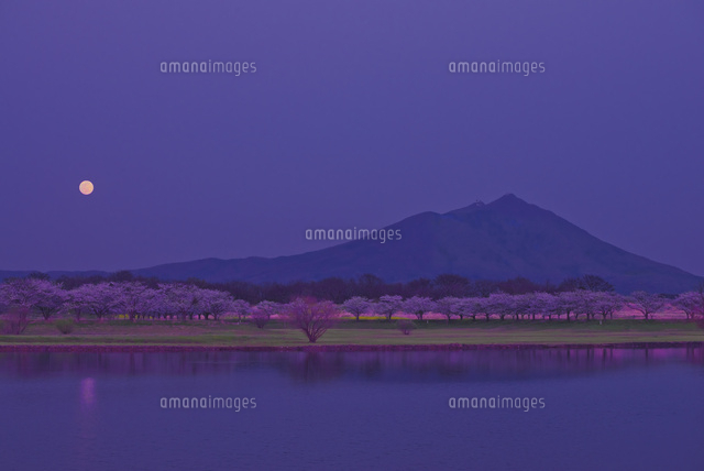 満月に日本百名山の筑波山と母子島遊水地の桜並木 の写真素材 イラスト素材 アマナイメージズ