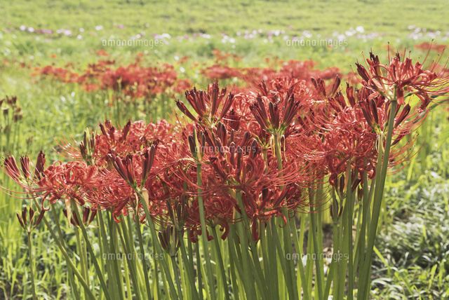 リコリス ヒガンバナ群落 の写真素材 イラスト素材 アマナイメージズ