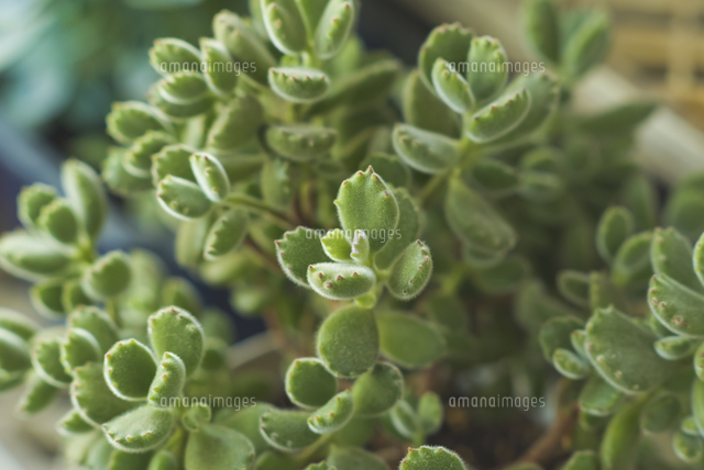 熊童子 多肉植物 多肉植物 熊童子[10408003079]の写真・イラスト素材｜アマナ