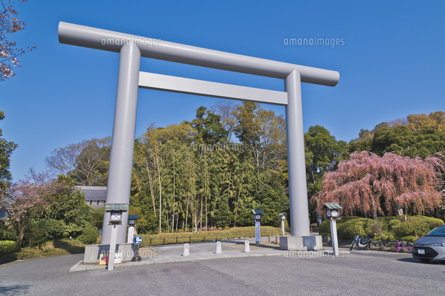 御朱印が人気で火付け役の櫻木神社 野田市最大の大鳥居と三春小桜 紅しだれ桜 三春滝桜の実生クローン の写真素材 イラスト素材 アマナイメージズ