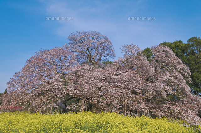 樹齢300年以上のヤマザクラ 一本桜 印西市指定天然記念物 吉高の大桜と