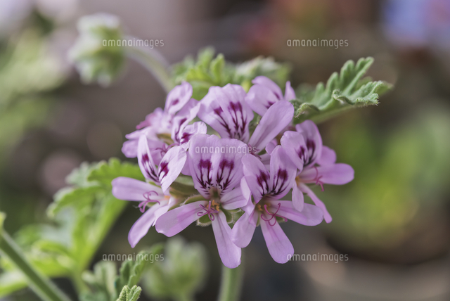 花 ハーブ ピンクの花で虫よけの蚊連草 の写真素材 イラスト素材 アマナイメージズ