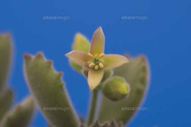 花 多肉植物の熊童子 １番花は花びら4枚 の写真素材 イラスト素材 アマナイメージズ