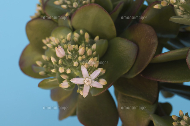 縁起の良い多肉植物「金のなる木」　　（写真R8年2月撮影） 花 多肉植物 縁起の良い名前 金のなる木の写真素材 [FYI04996185
