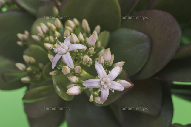 花 多肉植物 縁起の良い名前 金のなる木 の写真素材 イラスト素材 アマナイメージズ