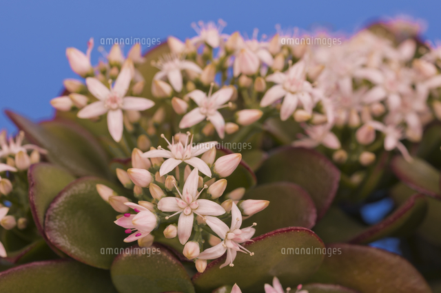 花 多肉植物 縁起の良い名前 金のなる木 の写真素材 イラスト素材 アマナイメージズ