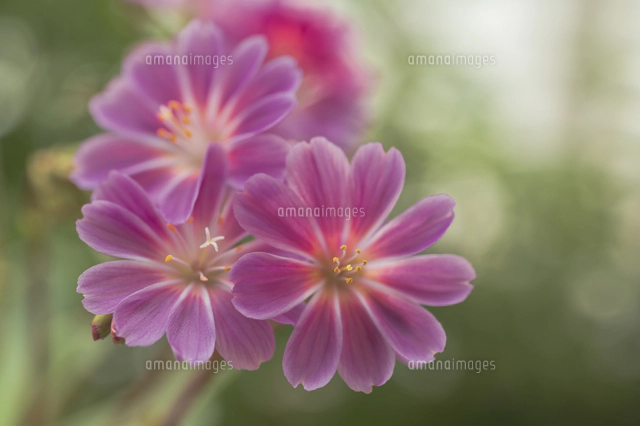 イワハナビの写真素材 ストックフォト アマナイメージズ