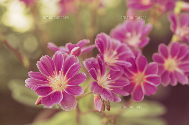 イワハナビの写真素材 ストックフォト アマナイメージズ