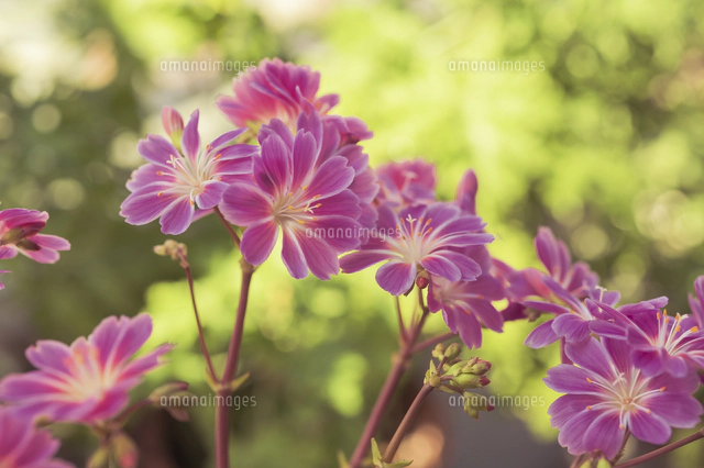 イワハナビの写真素材 ストックフォト アマナイメージズ