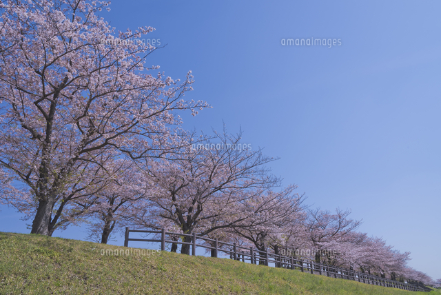 荒川赤羽桜堤緑地の桜並木[10408004064]の写真・イラスト素材