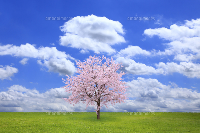草原と青空に桜の木[10410000470]の写真・イラスト素材｜アマナイメージズ