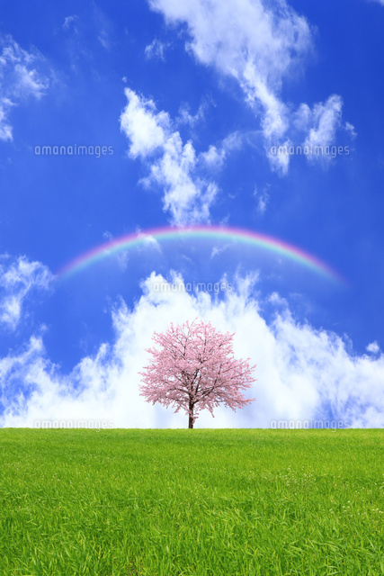 草原と青空に桜の木 の写真素材 イラスト素材 アマナイメージズ
