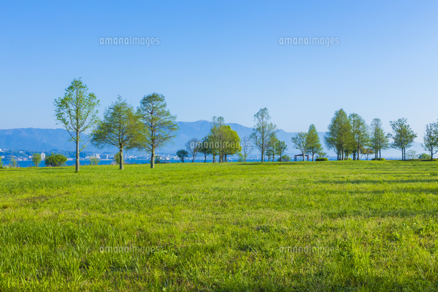草原と木 の写真素材 イラスト素材 アマナイメージズ