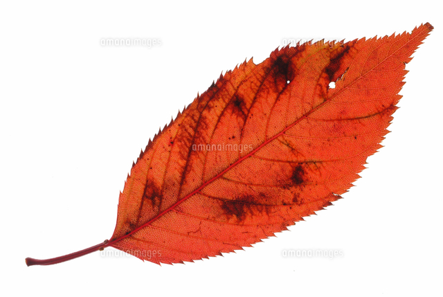 桜の葉 の写真素材 イラスト素材 アマナイメージズ